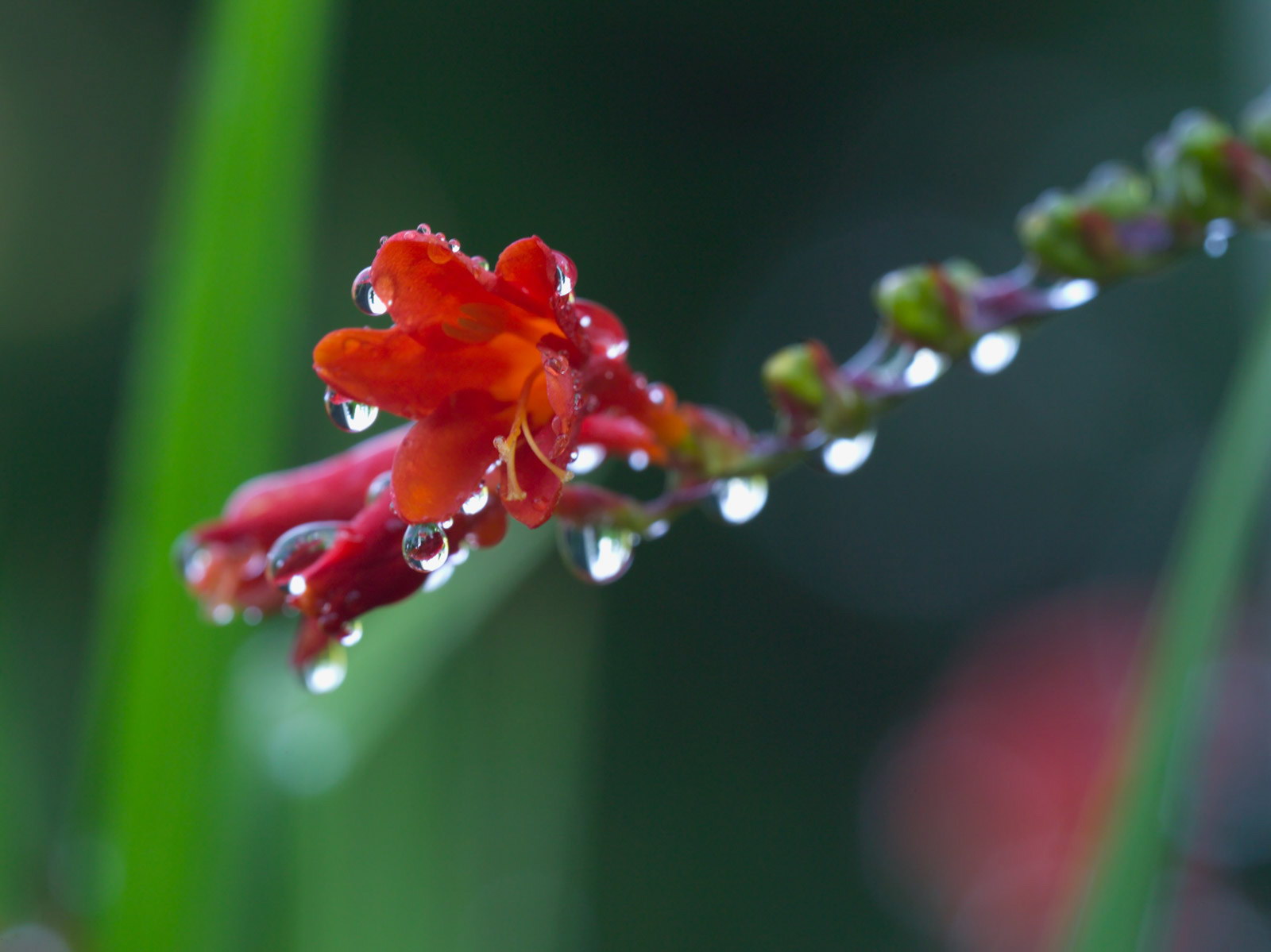 Лесное макро на рабочий стол