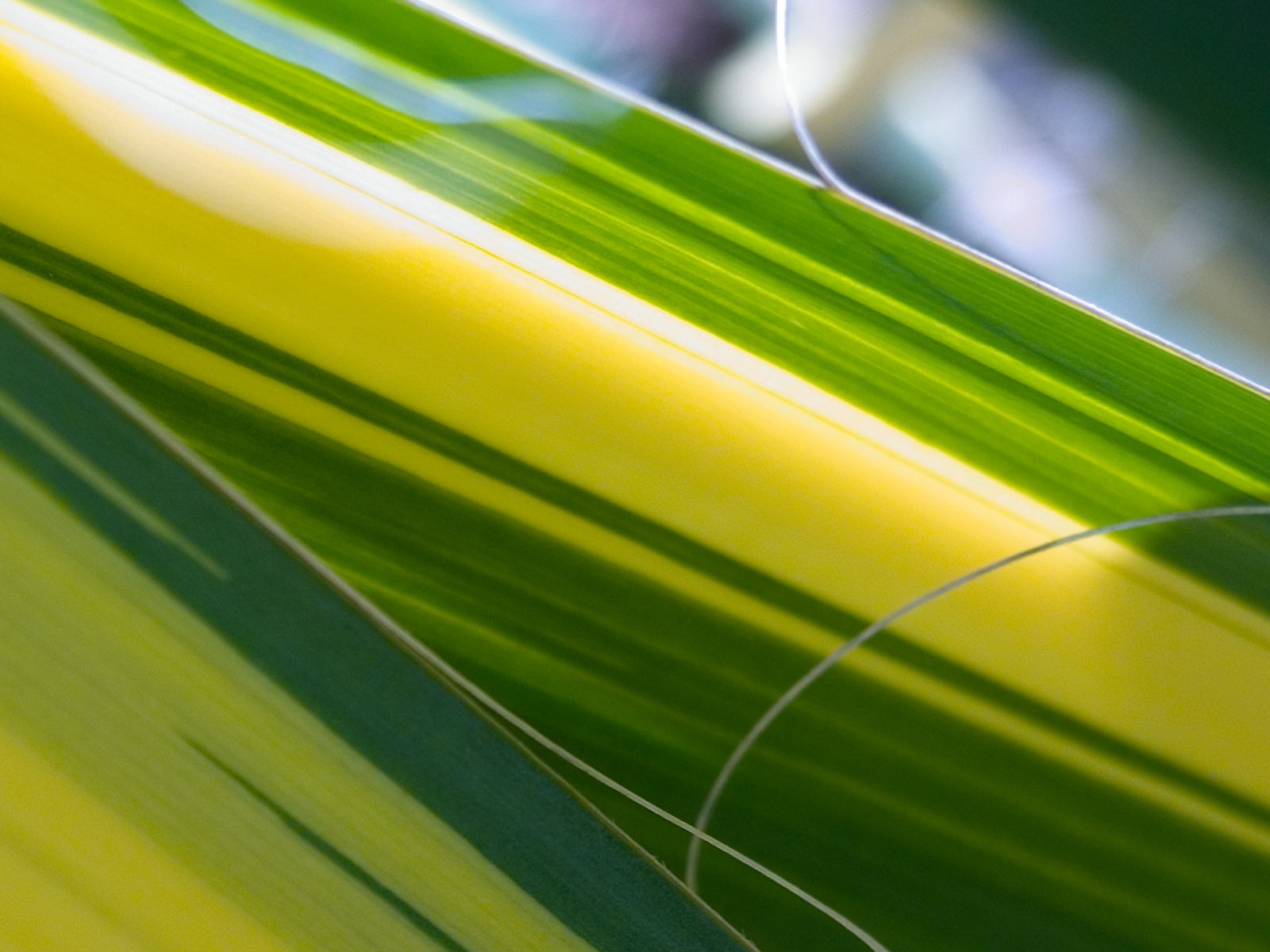 Лесное макро на рабочий стол