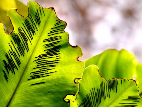 Лесное макро на рабочий стол
