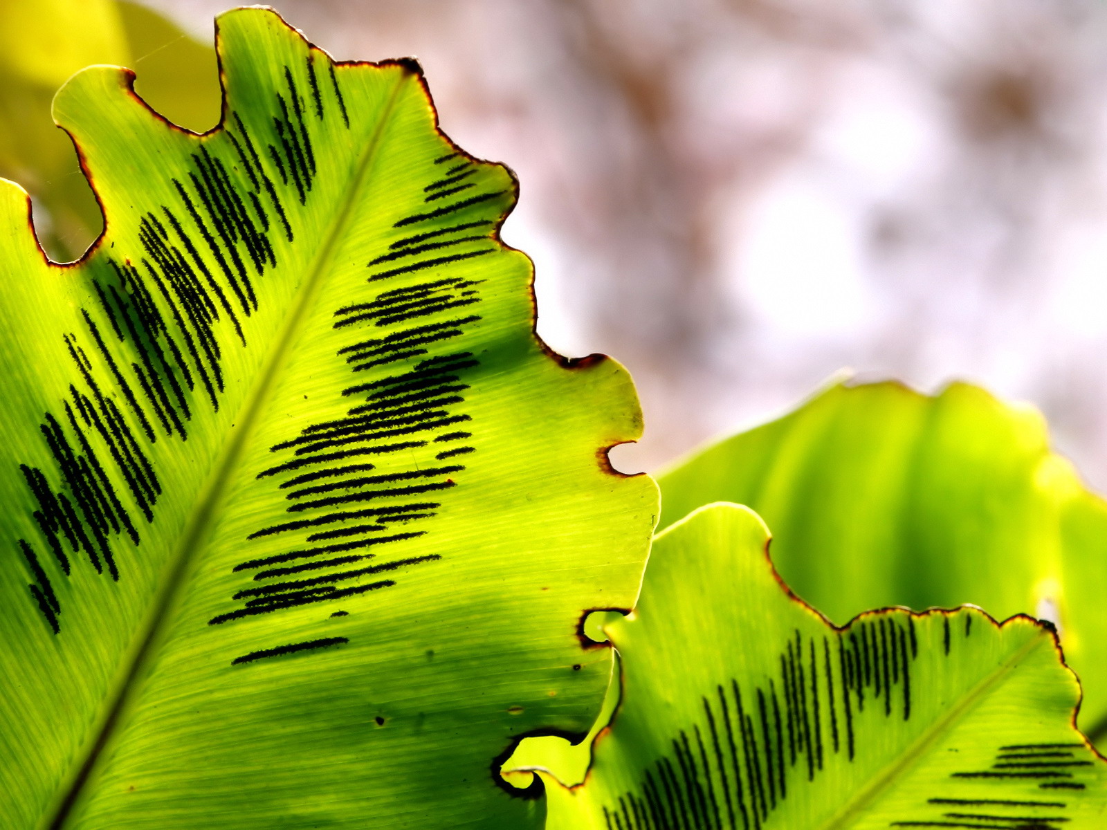 Лесное макро на рабочий стол