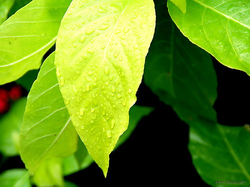 Лесное макро на рабочий стол