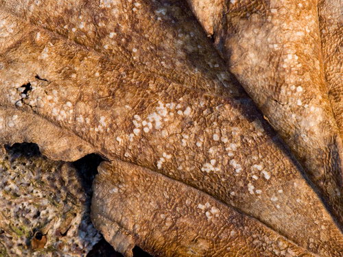 Лесное макро на рабочий стол