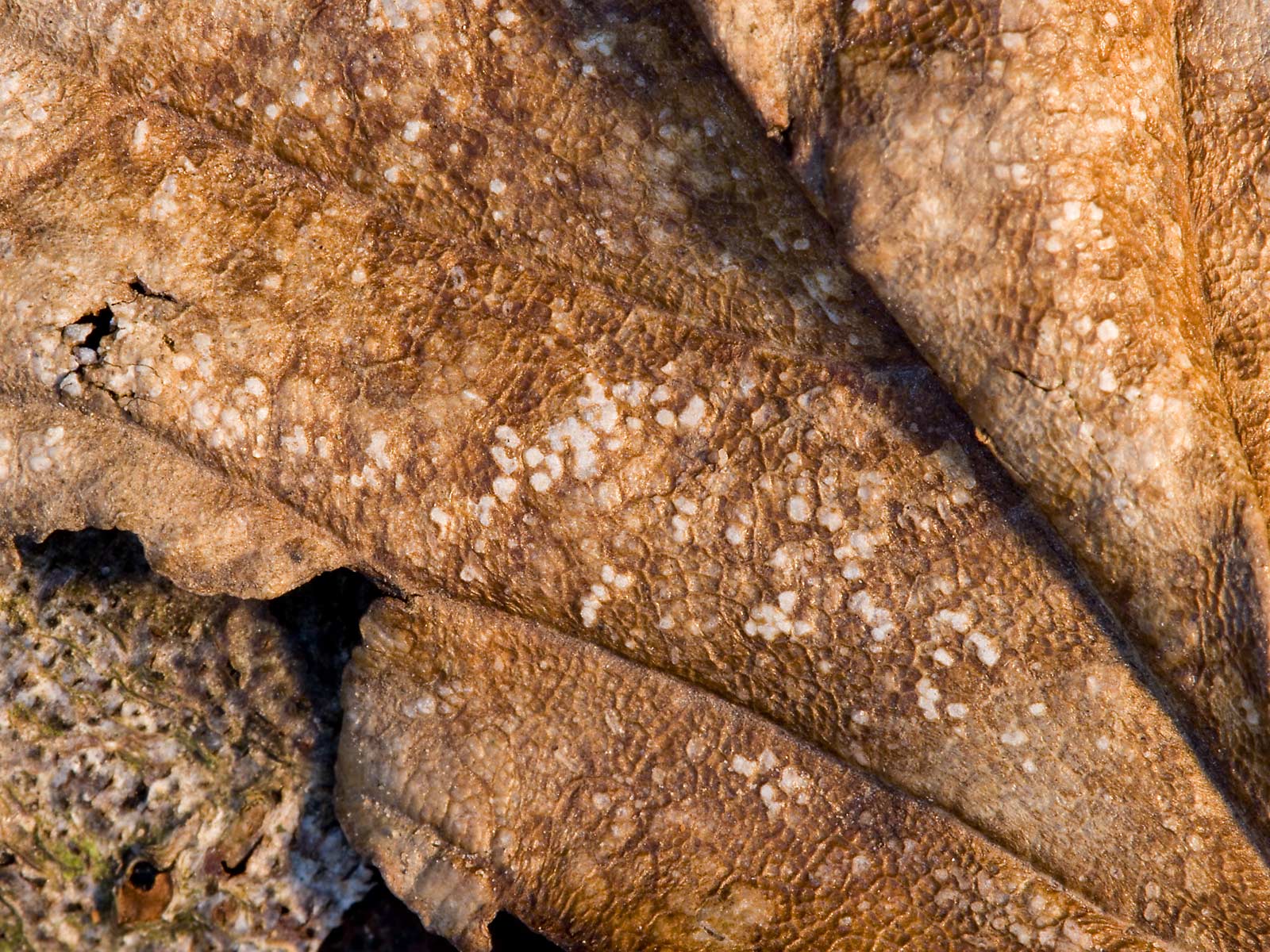 Лесное макро на рабочий стол