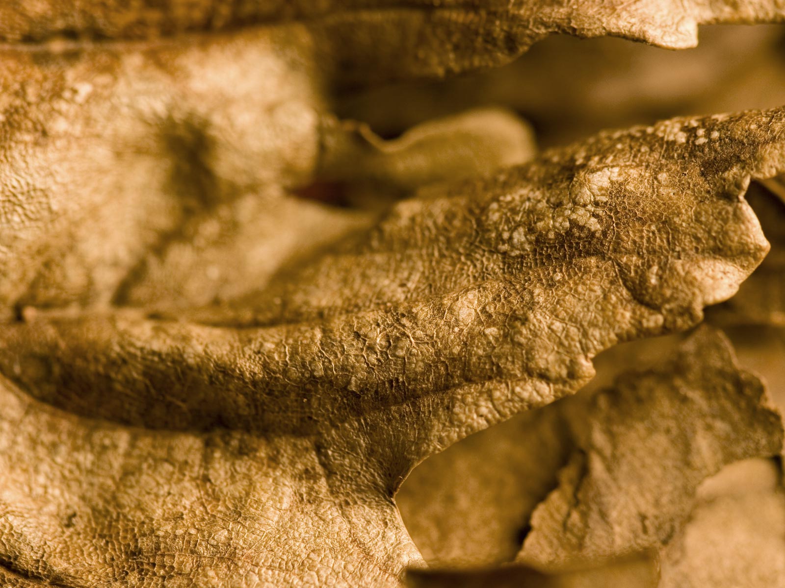 Лесное макро на рабочий стол