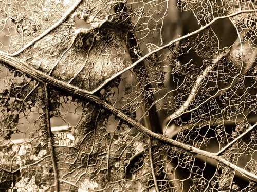 Лесное макро на рабочий стол