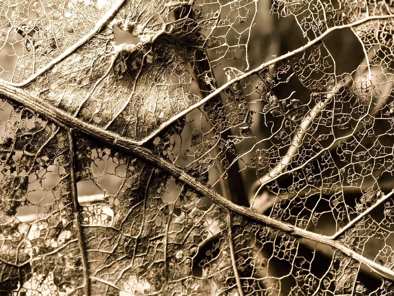 Лесное макро на рабочий стол