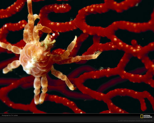 Подводный мир