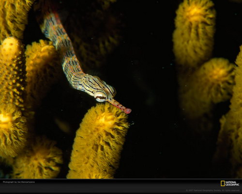 Подводный мир