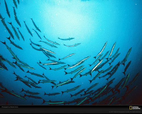 Подводный мир