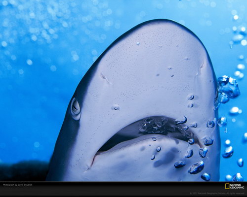 Подводный мир