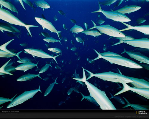 Подводный мир