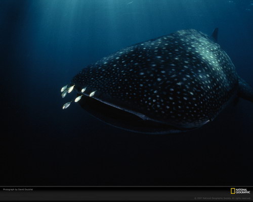 Подводный мир