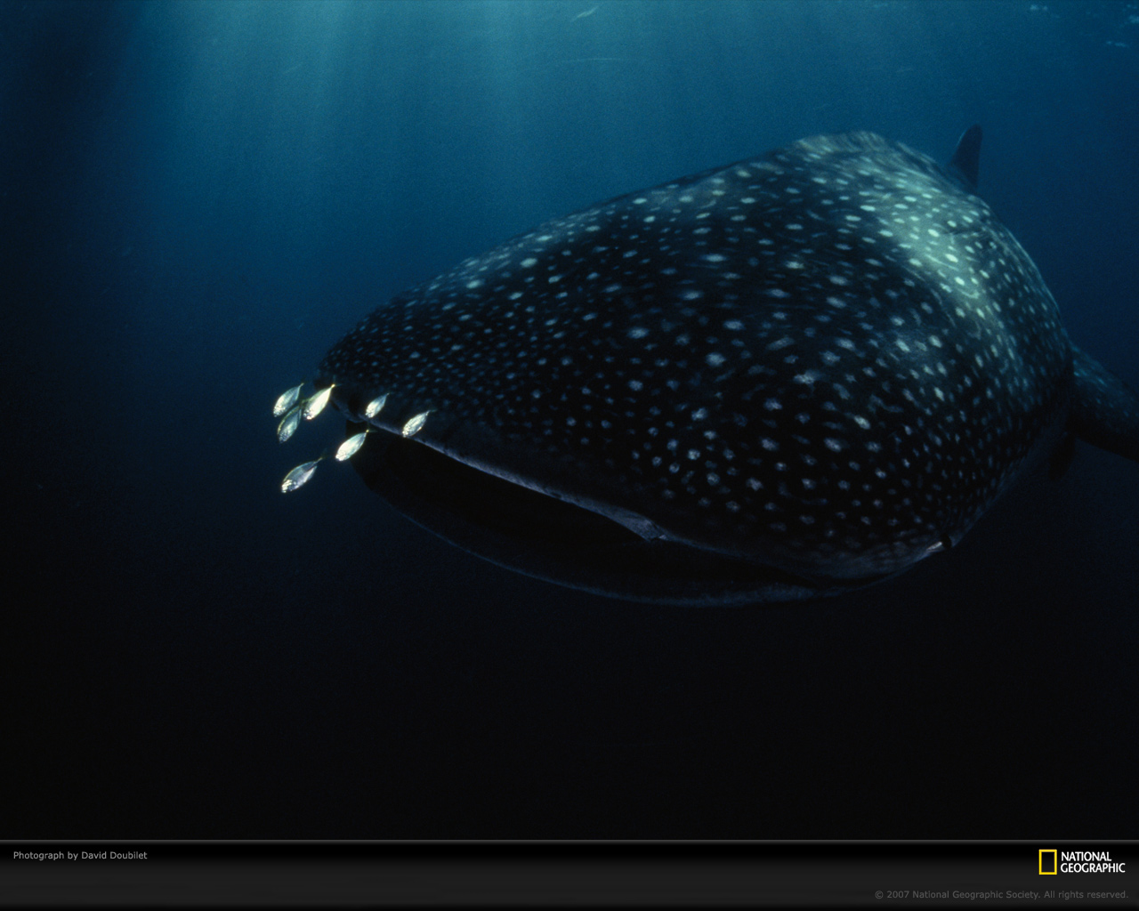 Подводный мир