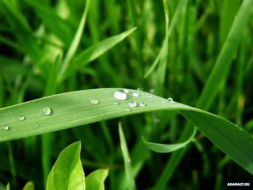 Зеленые обои