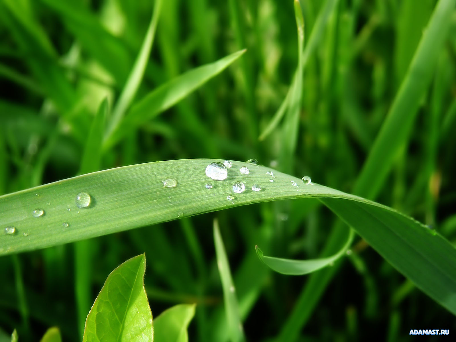 Зеленые обои