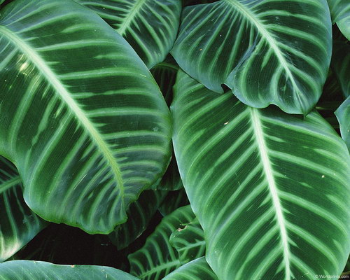 Зеленые обои