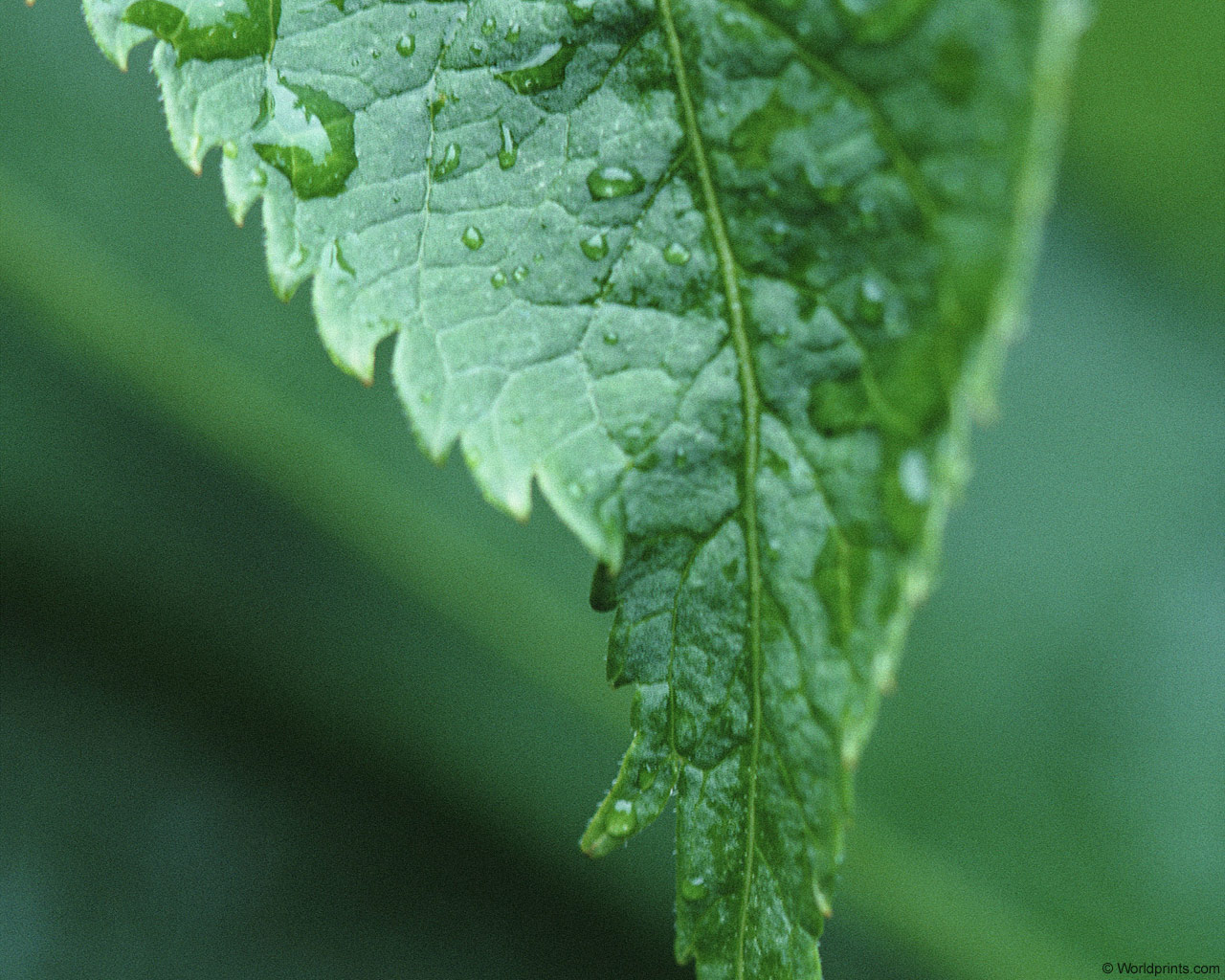 Зеленые обои