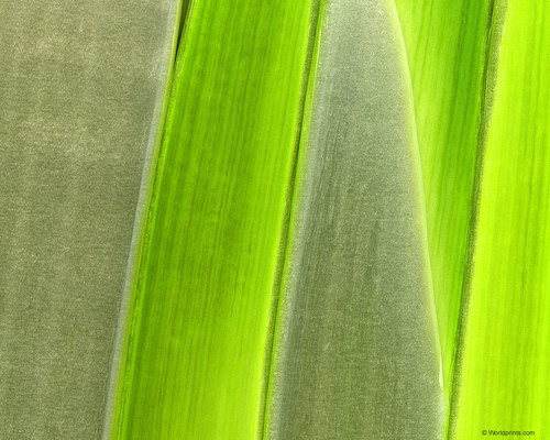 Зеленые обои