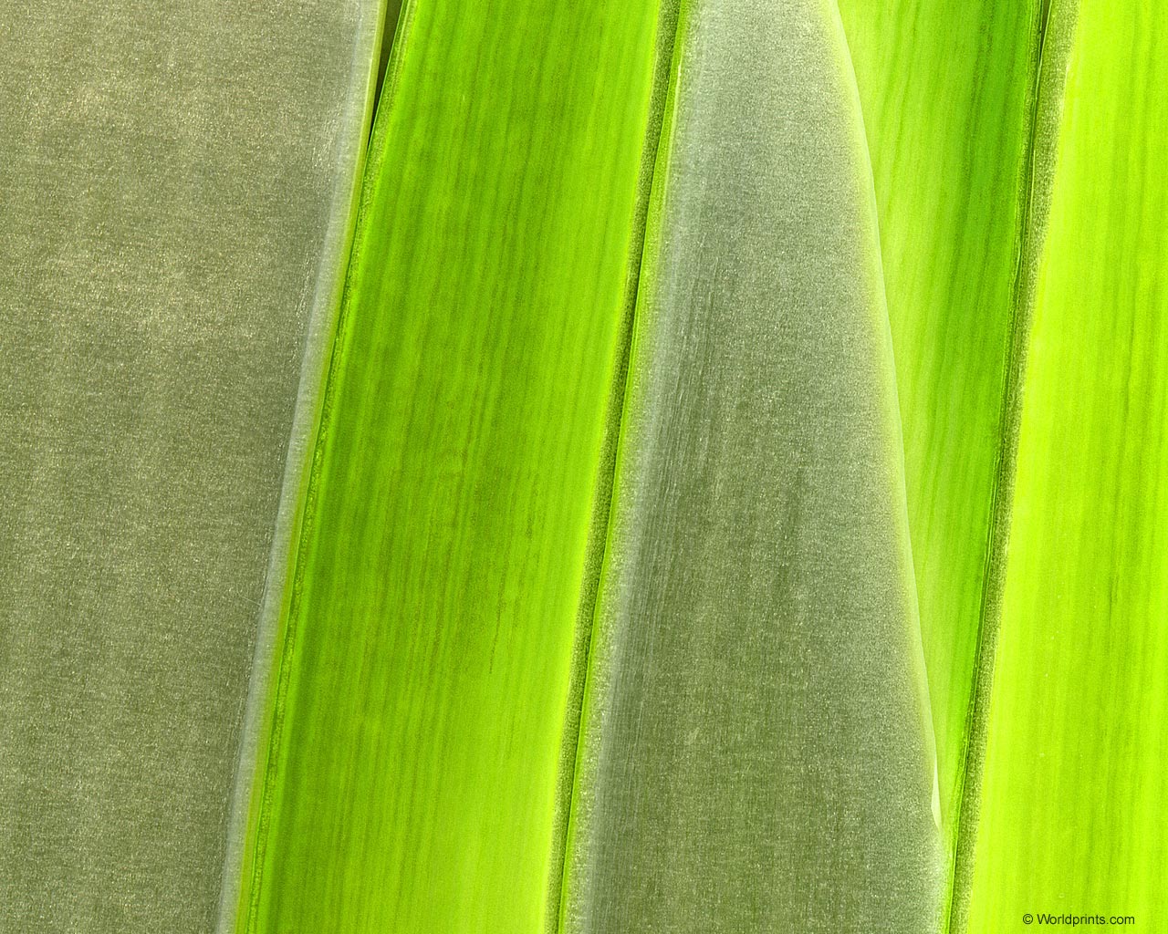 Зеленые обои