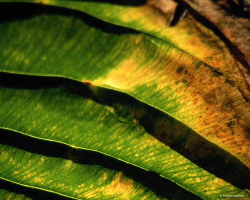 Зеленые обои