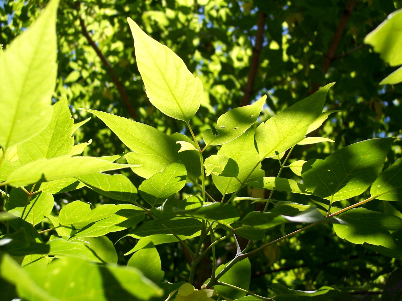 Зеленые обои