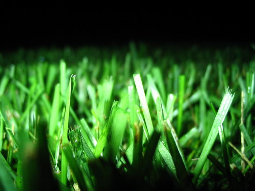 Зеленые обои