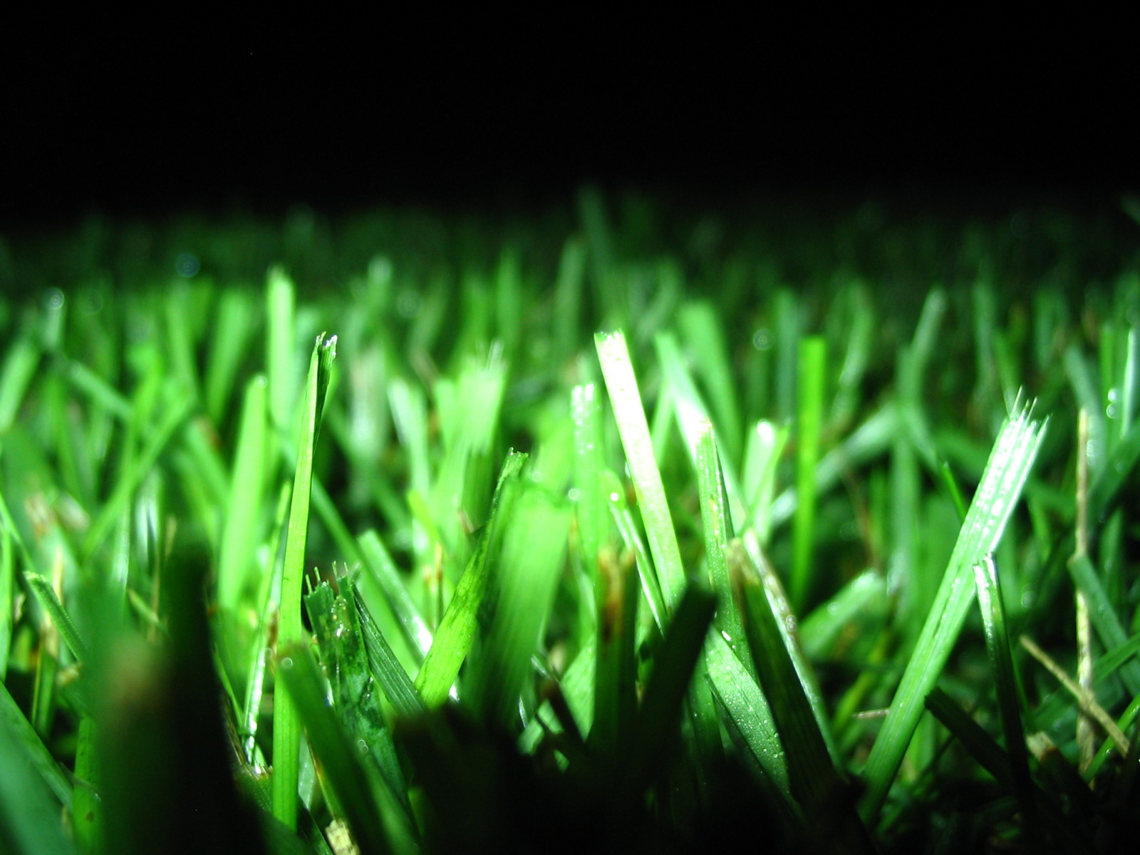 Зеленые обои