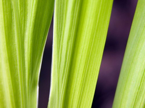 Зеленые обои