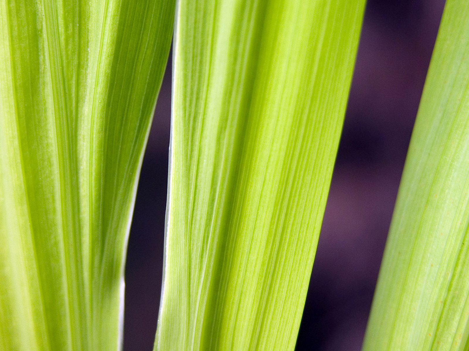 Зеленые обои