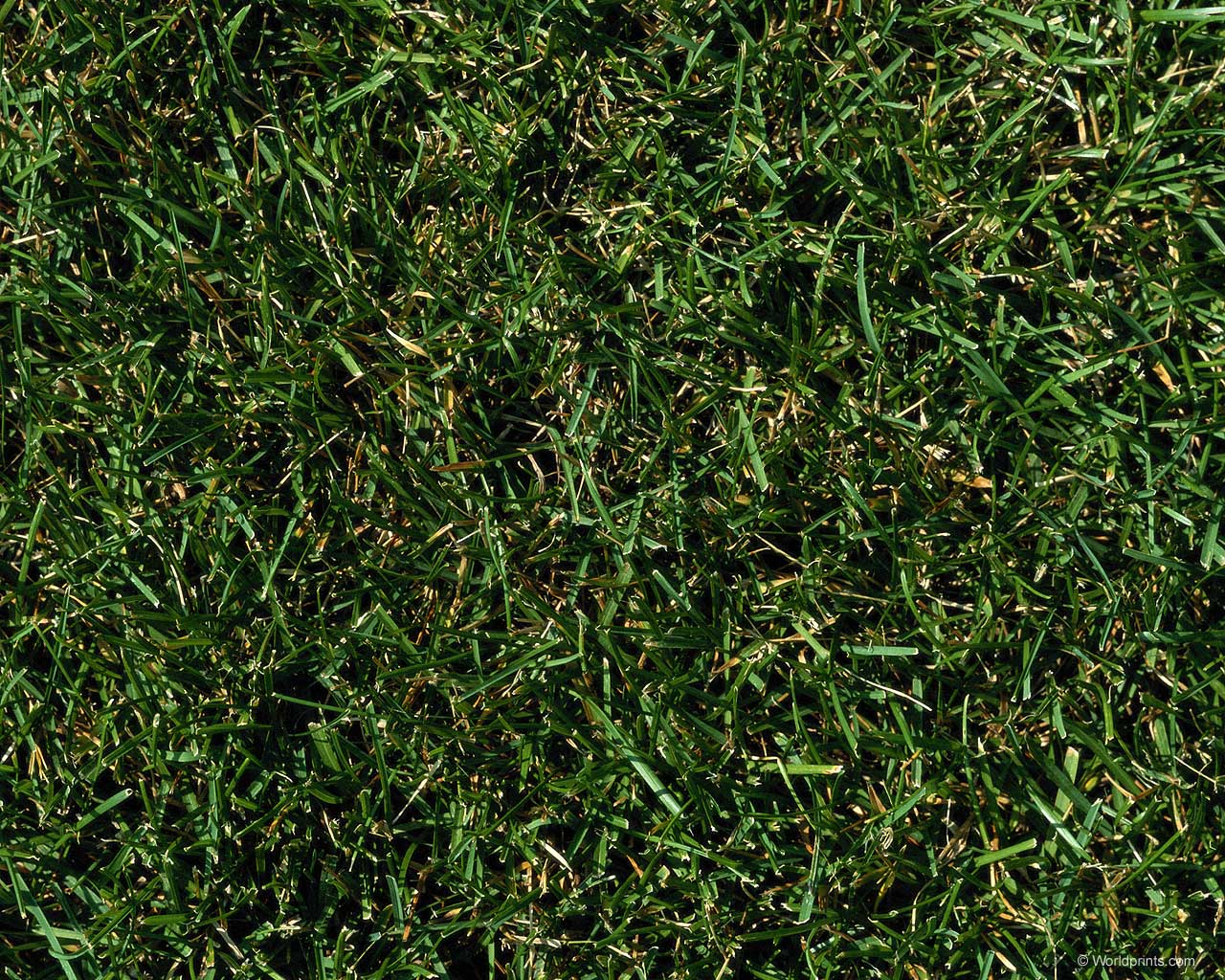 Зеленые обои