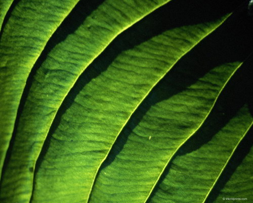 Зеленые обои