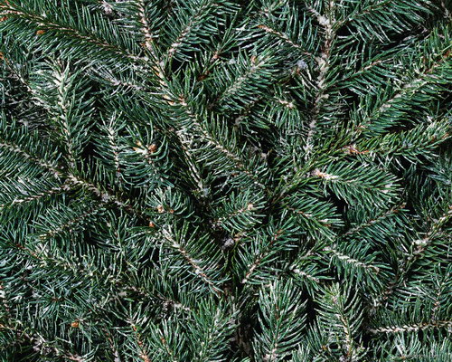 Зеленые обои