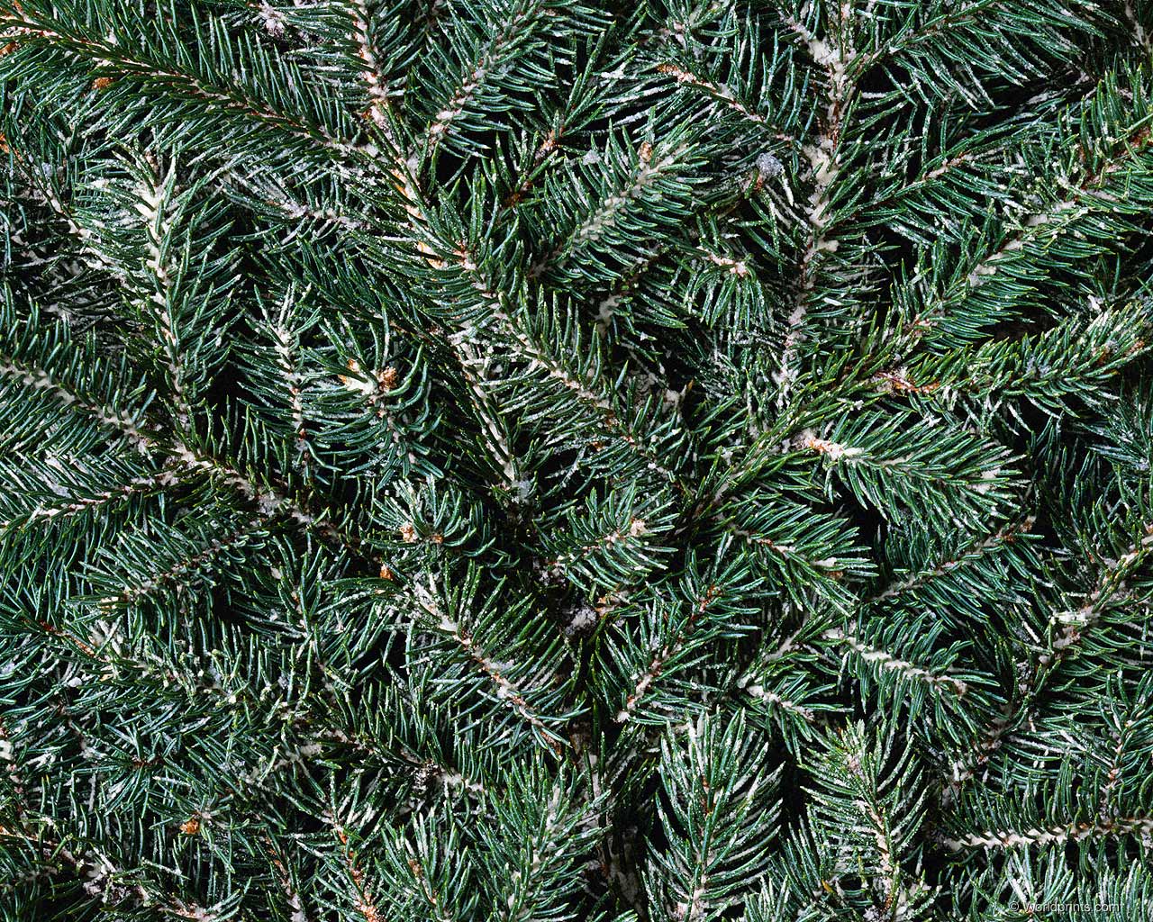 Зеленые обои