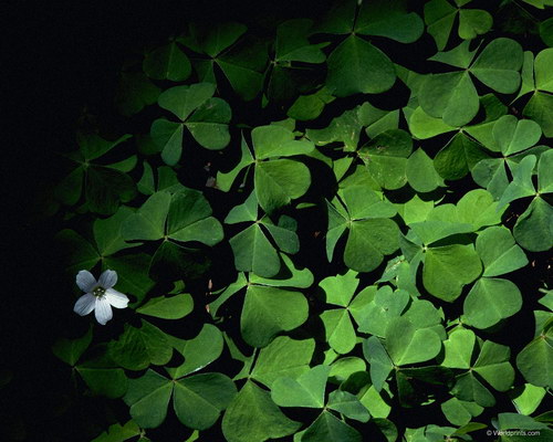 Зеленые обои