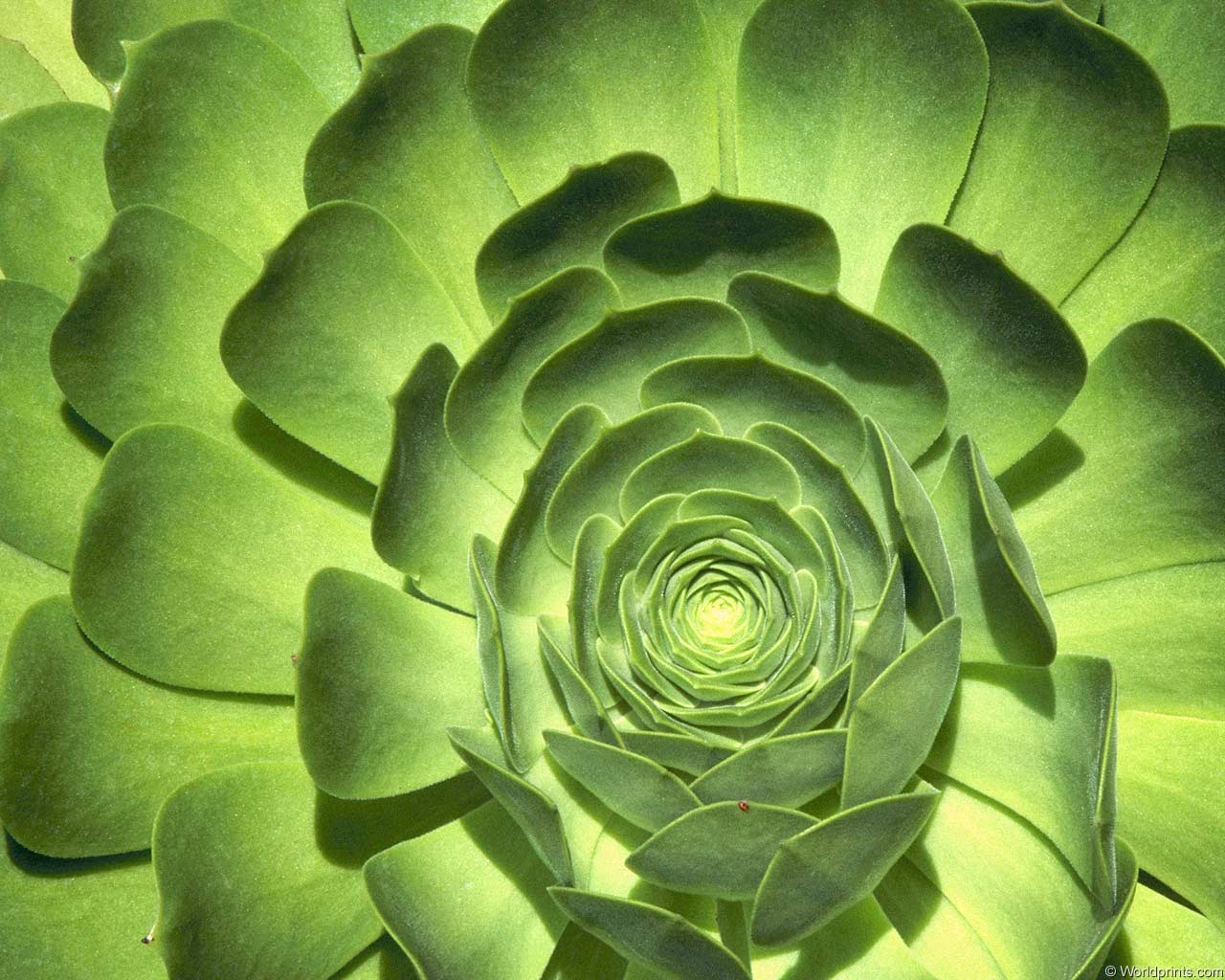 Зеленые обои