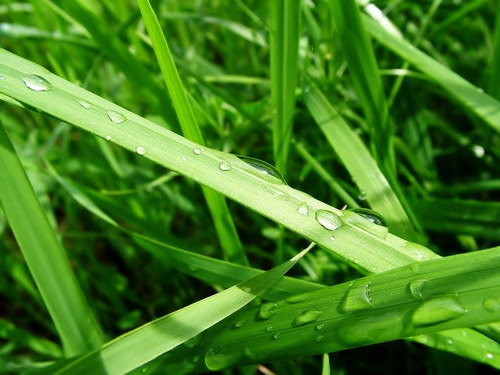 Зеленые обои