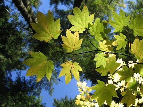 Зеленые обои