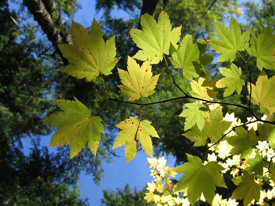 Зеленые обои