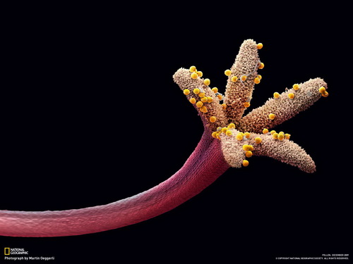 микроорганизм в виде цветка