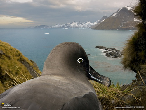 птица смотрит на залив