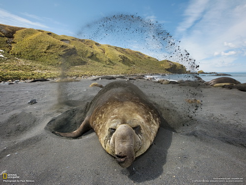 тюлень купается в песке