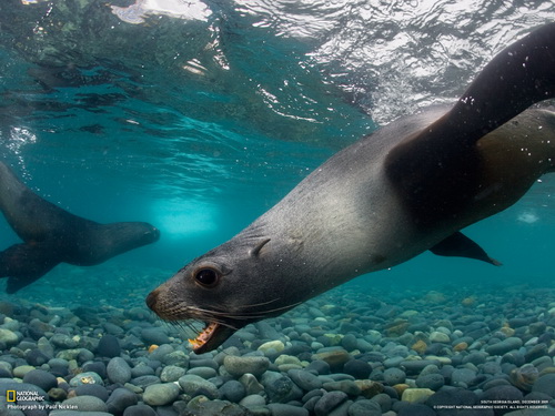 морской котик под водой