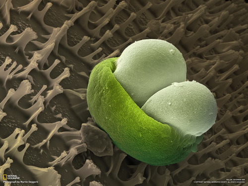 заставка на рабочий стол - national geografic