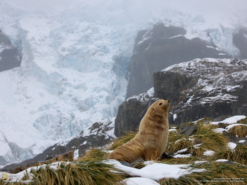 тюлененок на горе
