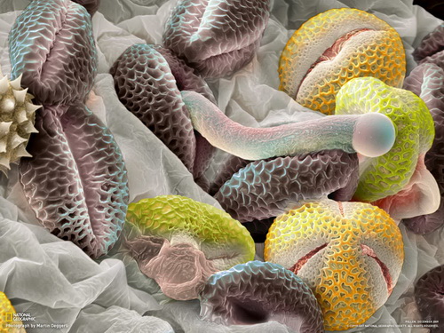 жители морского дна