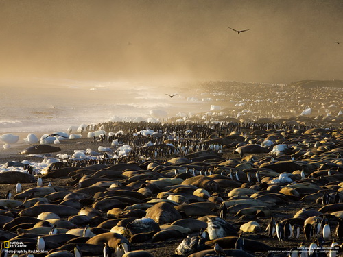 мир пингвинов