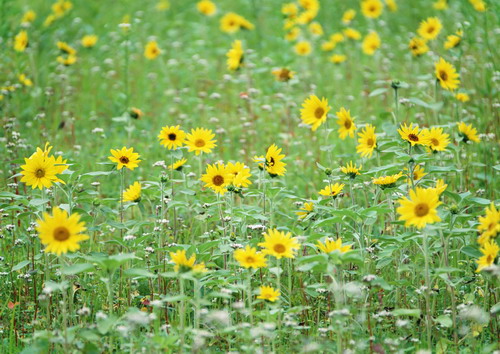 Красивая природа для рабочего стола