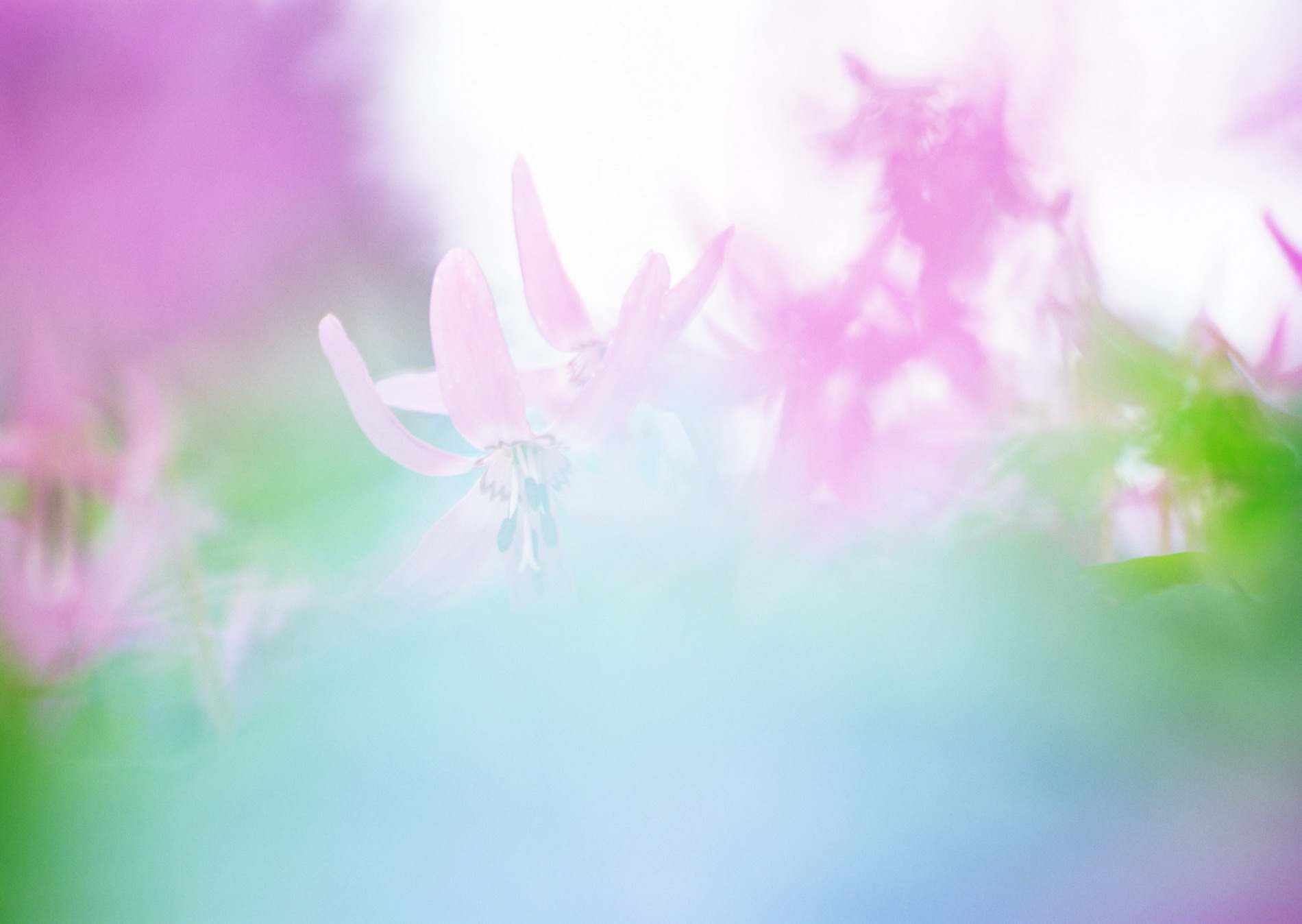 Красивая природа для рабочего стола