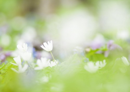 Красивая природа для рабочего стола