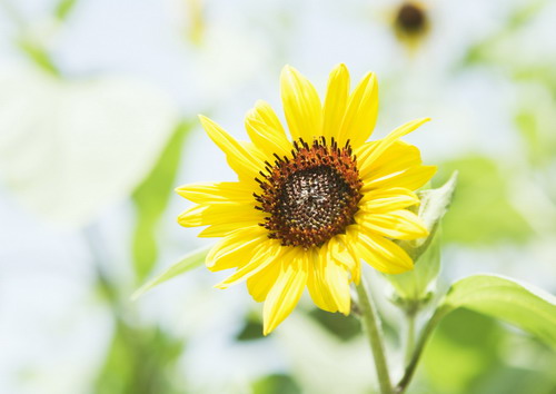 Красивая природа для рабочего стола